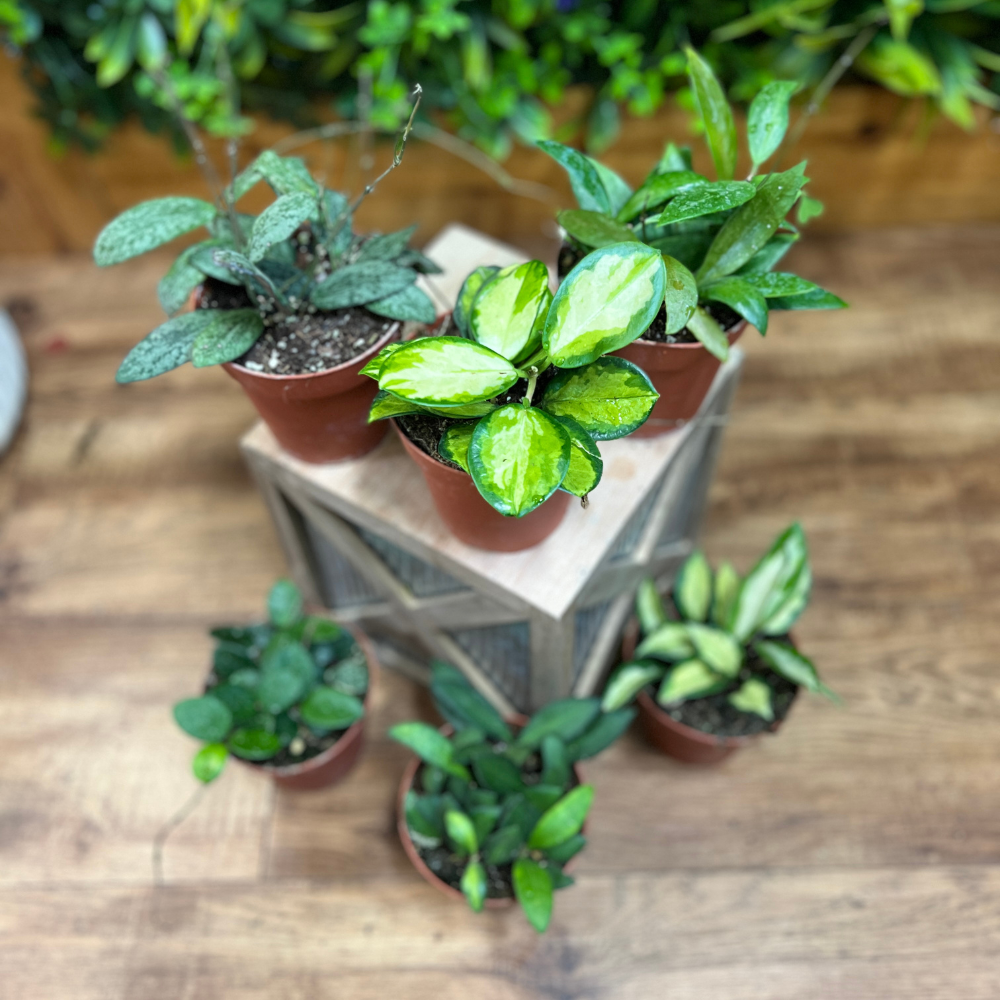 Hoya - Assorted Varieties – Jungle Jane's Plant Shop