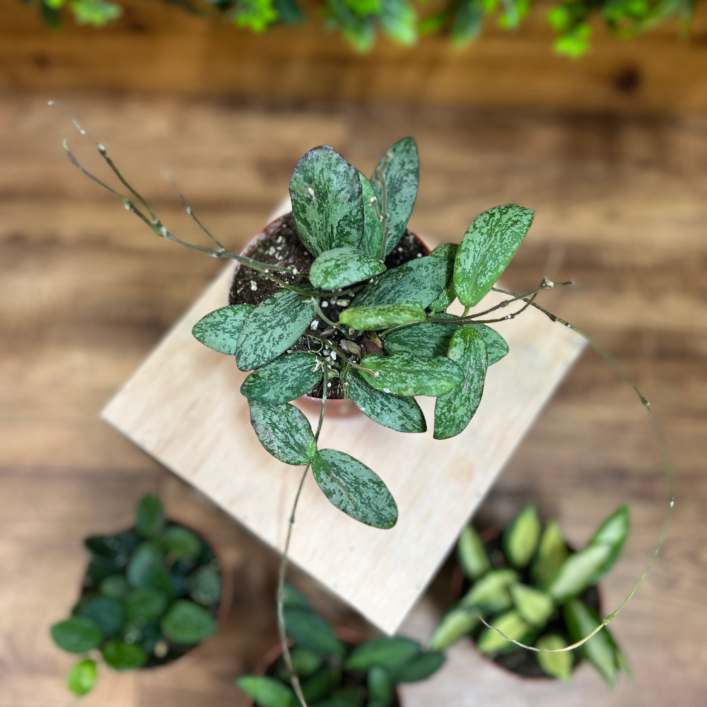 Hoya - Assorted Varieties