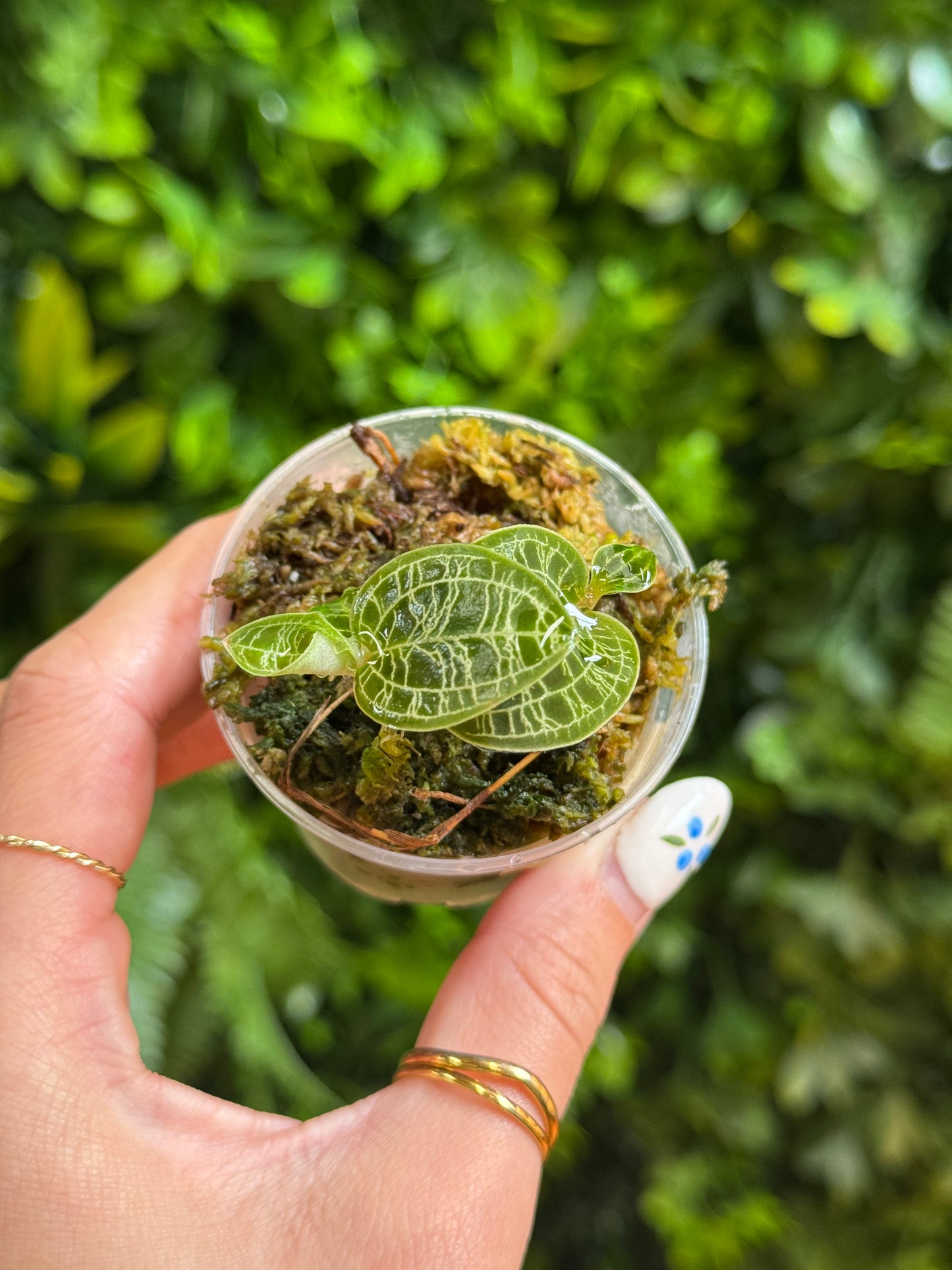 Lightning Jewel Orchid (Macodes Petola)