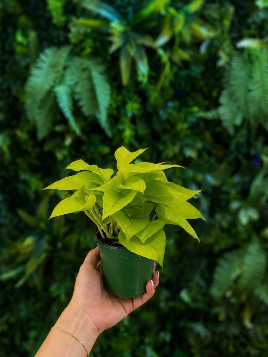 Pothos Neon