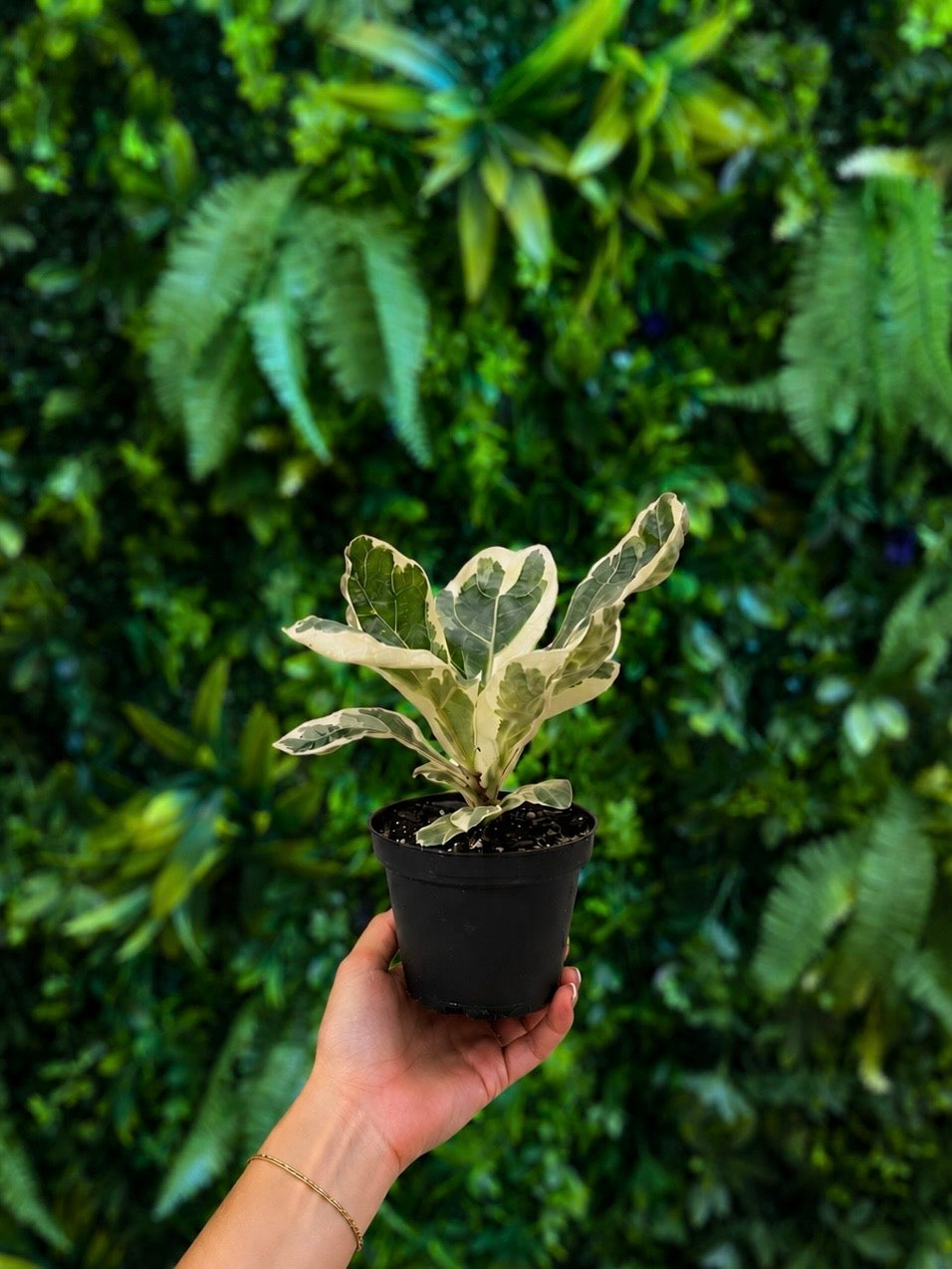 Variegated Ficus Lyrata - "Fiddle Fig"