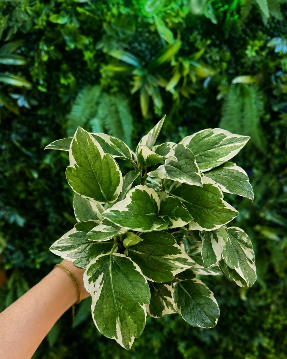 Pothos Pearls and Jade