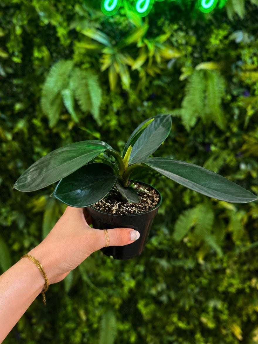 Peperomia Red Edge