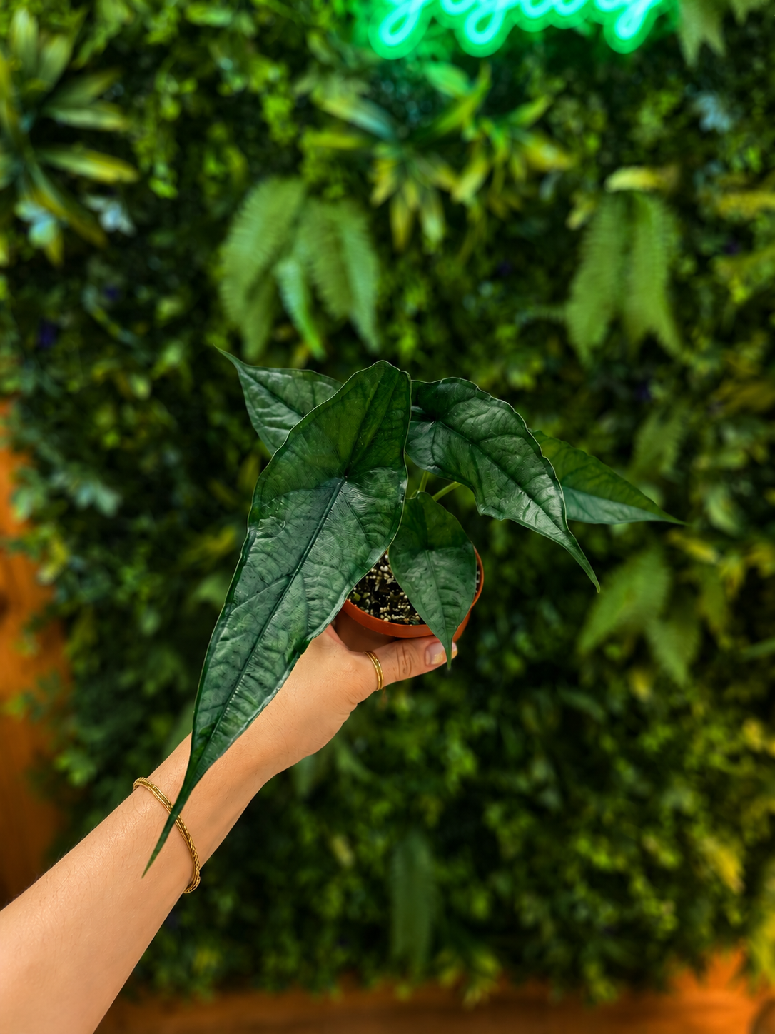 Alocasia Heterophylla Dragon's Breath