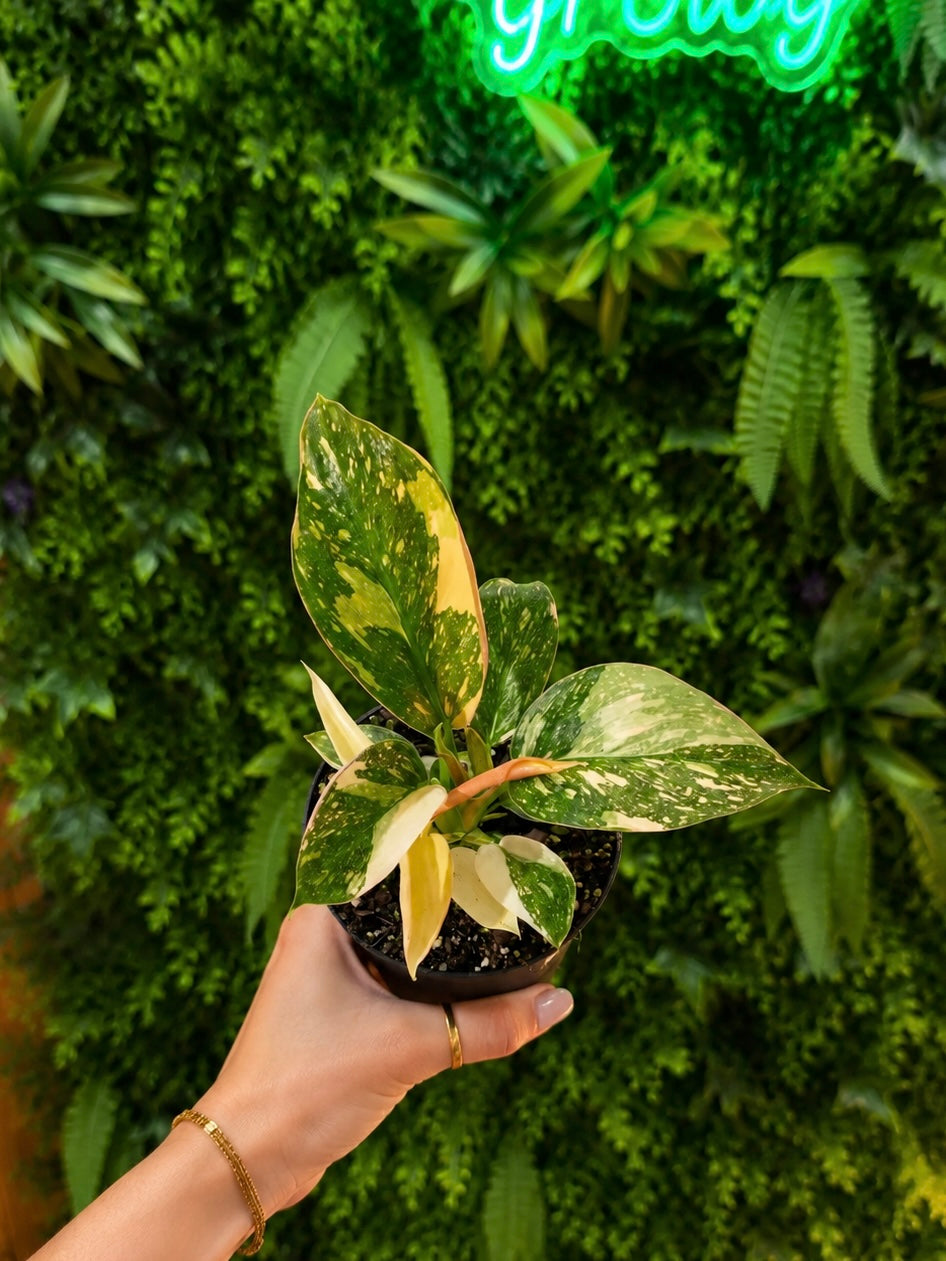 Variegated Philodendron Green Congo Copper Flame
