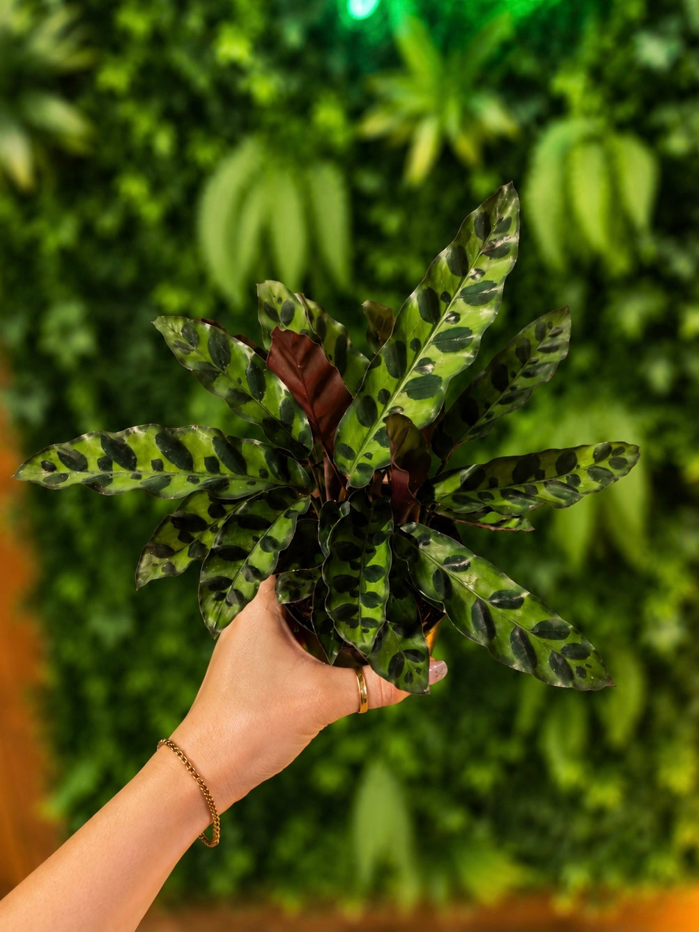 Calathea Lancifolia Rattlesnake