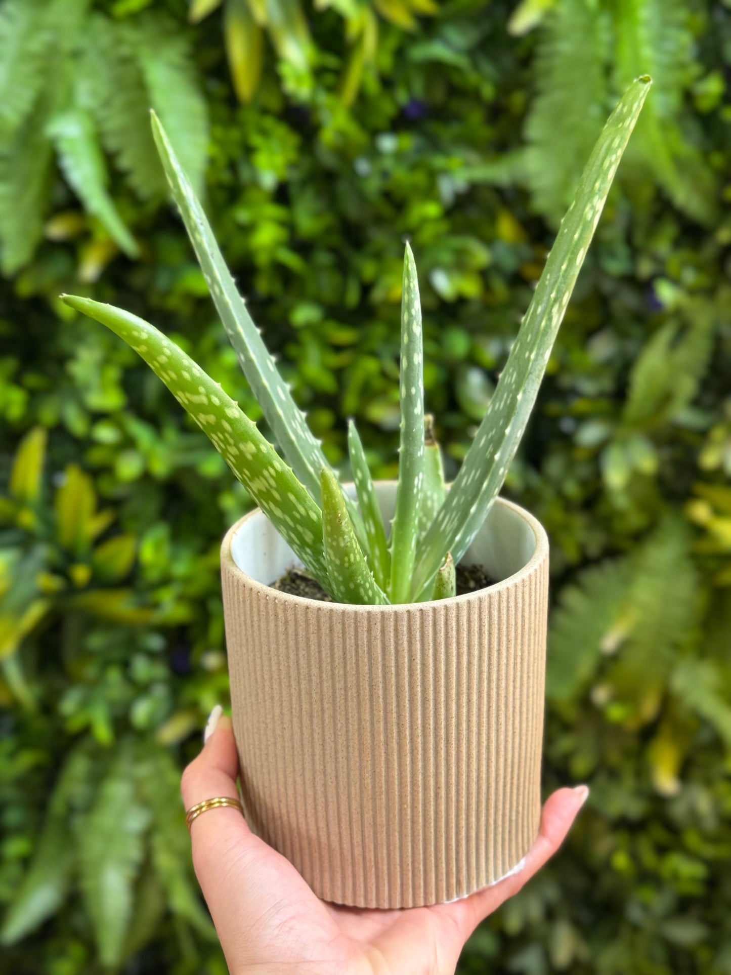 Aloe Vera