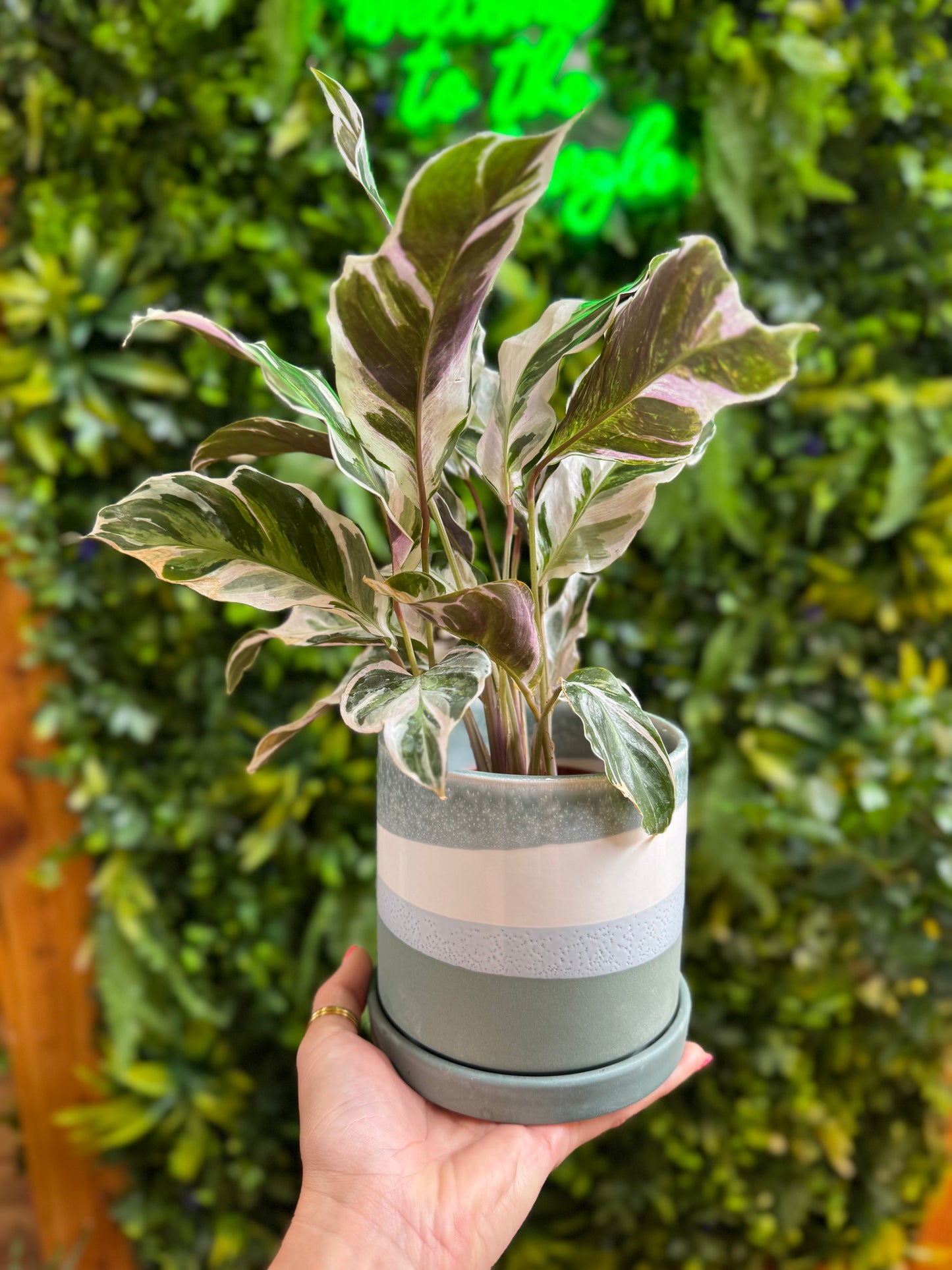 Greer Pot