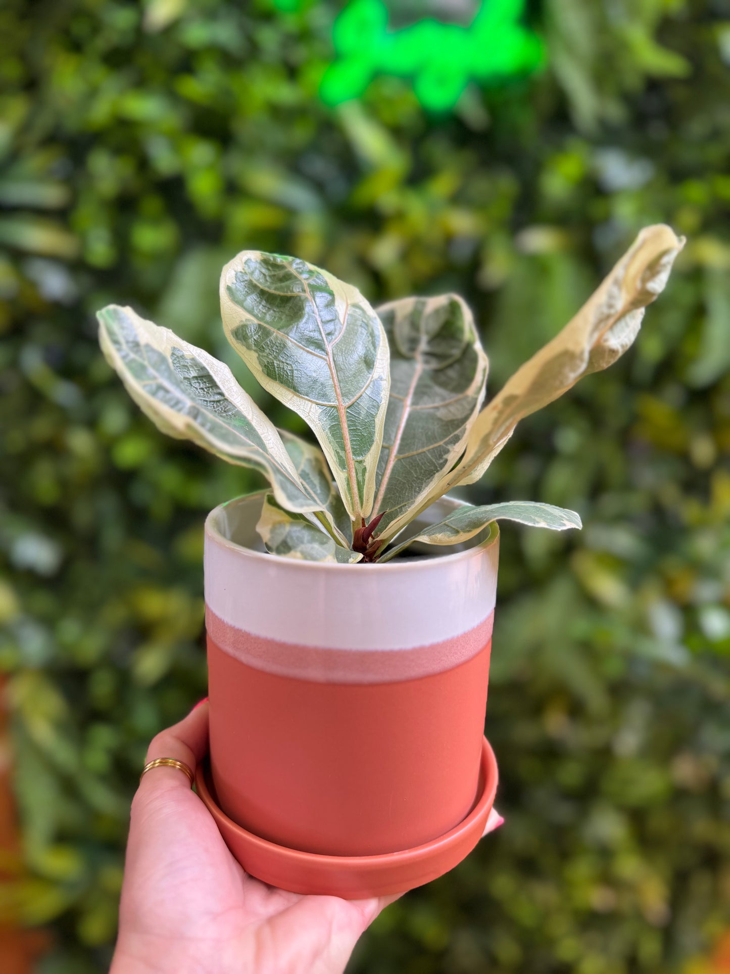 Hadley Pot