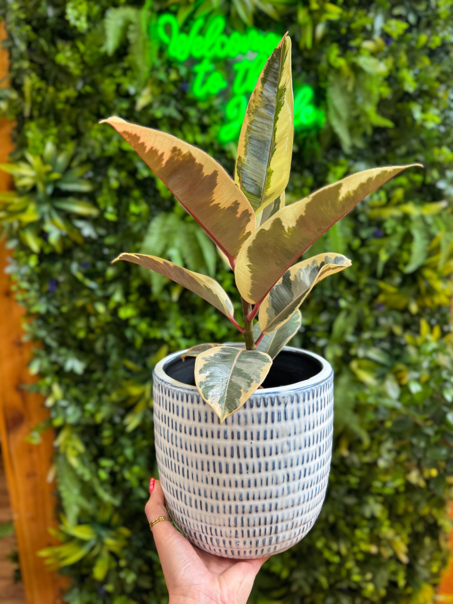 Jupiter Pot