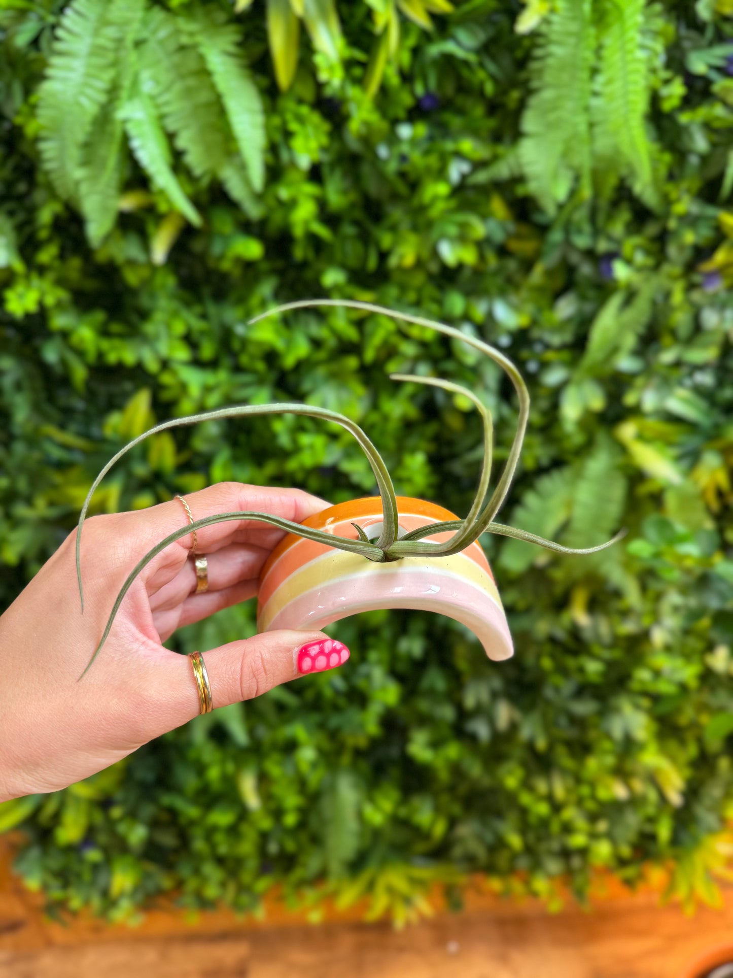 Hope Tillandsia Holder (Air plant holder)
