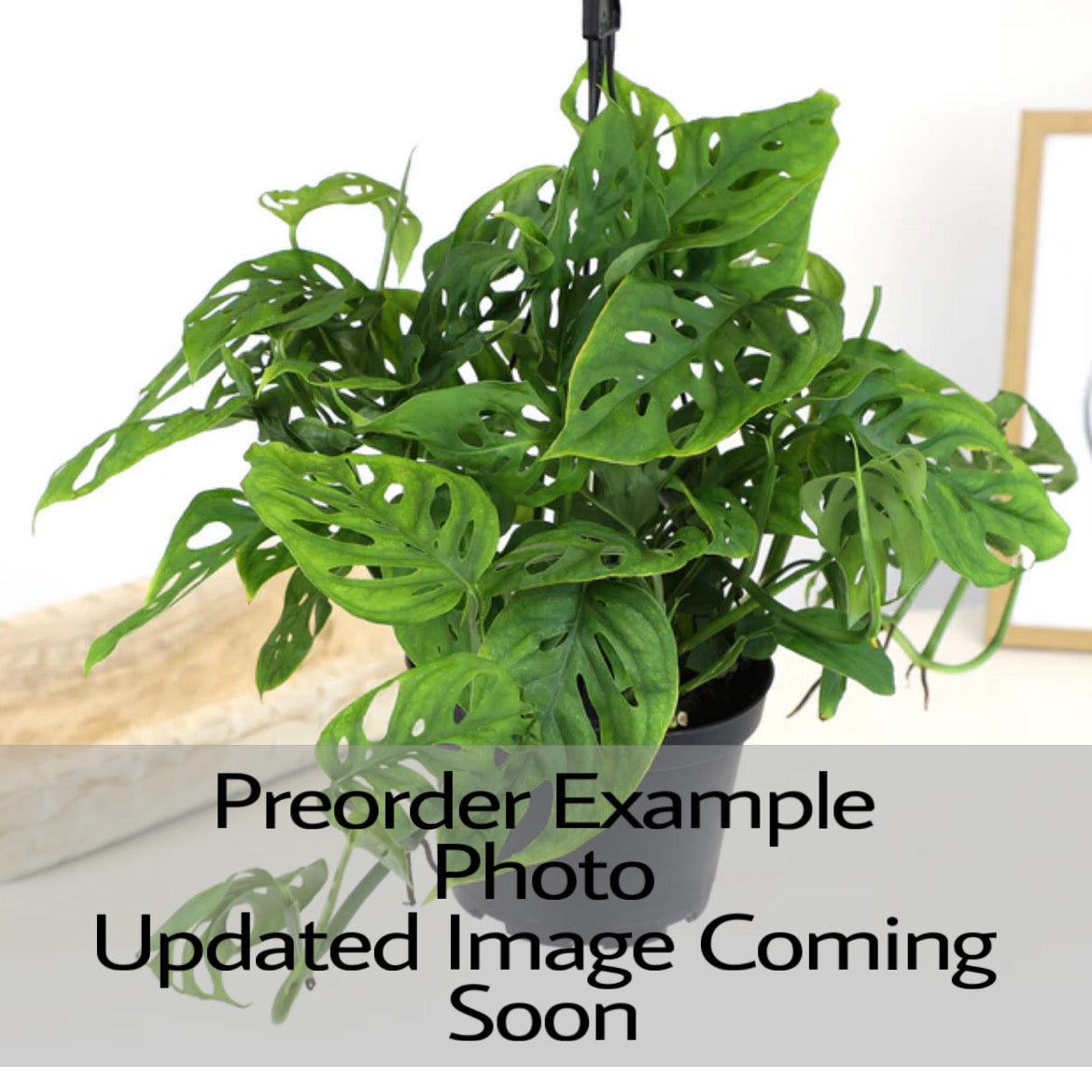 Philodendron Swiss Cheese Hanging Basket