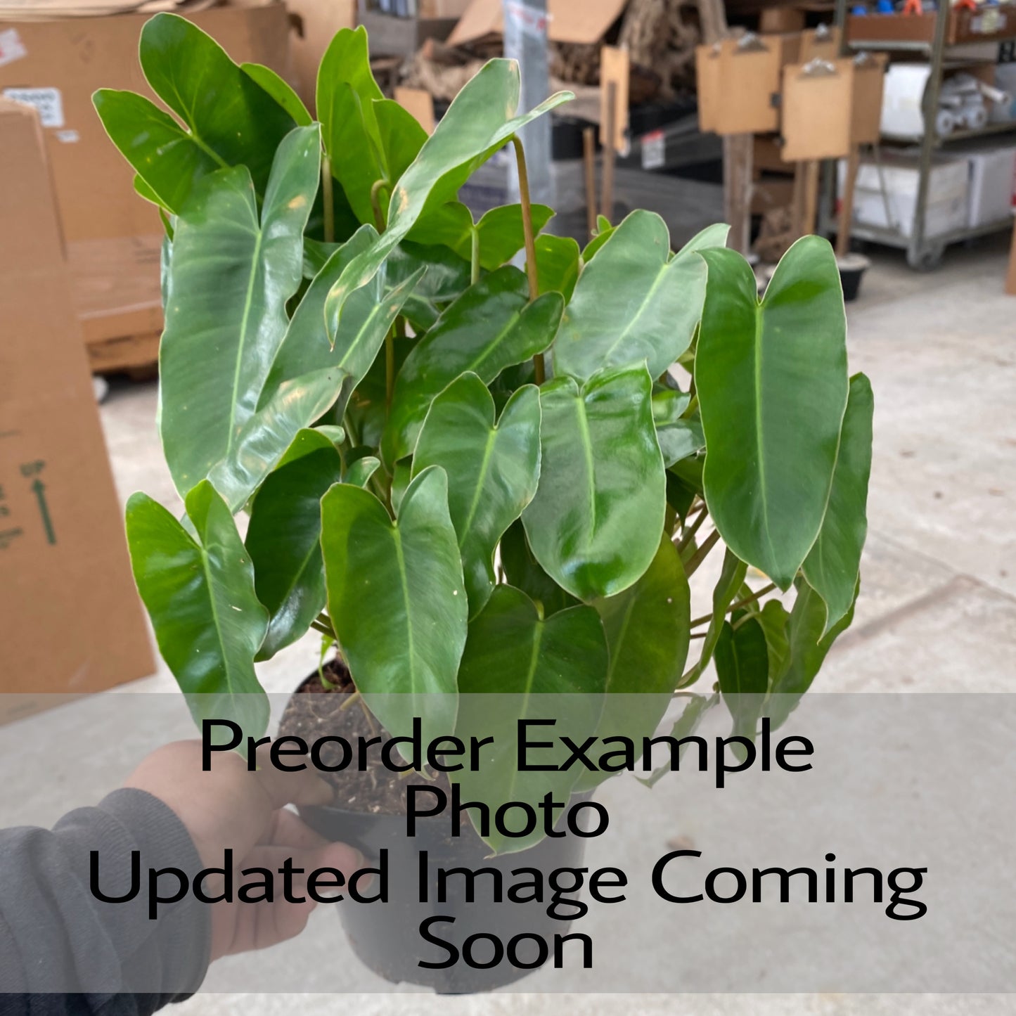 Philodendron Burle Marx Low Variegation