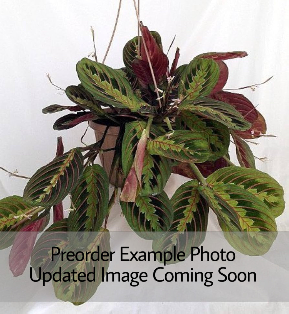 Maranta Red "Prayer Plant"