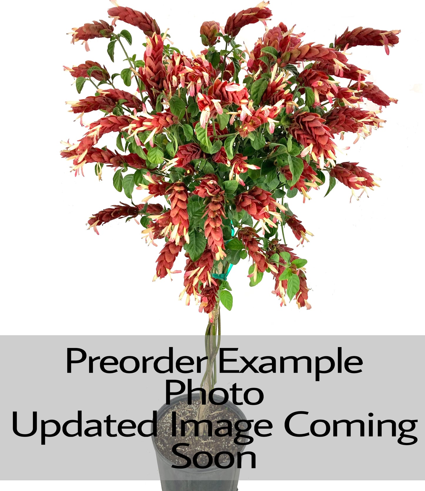Shrimp Braid Tree