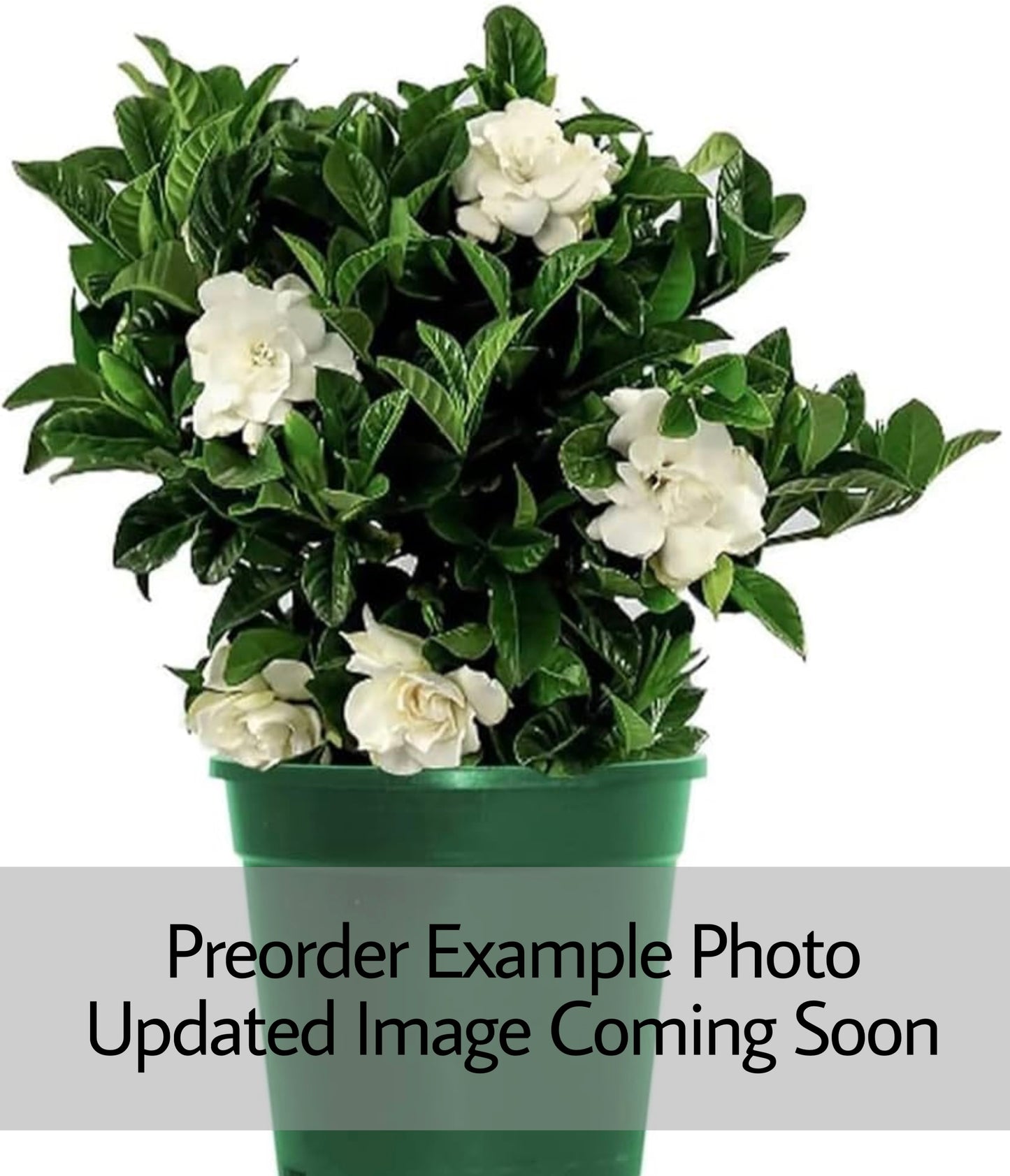 Gardenia Veitchii Bush