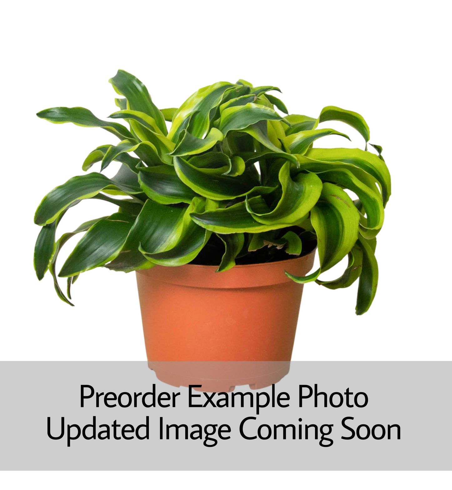 Dracaena Tornado 2PPP