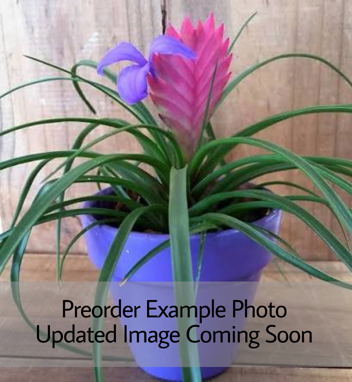 Bromeliad Tillandsia Cyanea (Pink Quill)