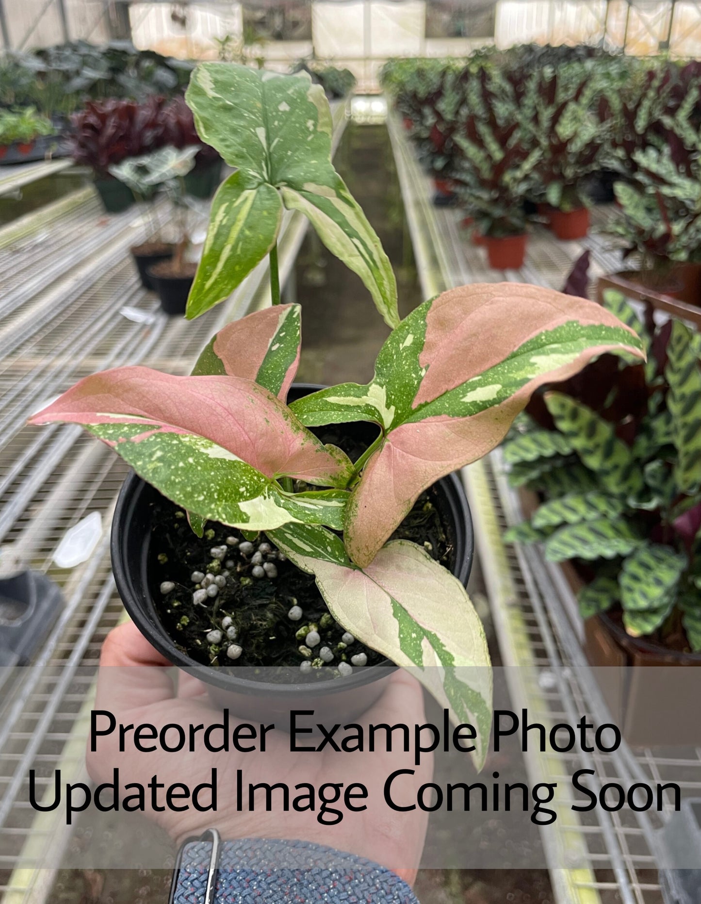 Syngonium ‘Tricolor’