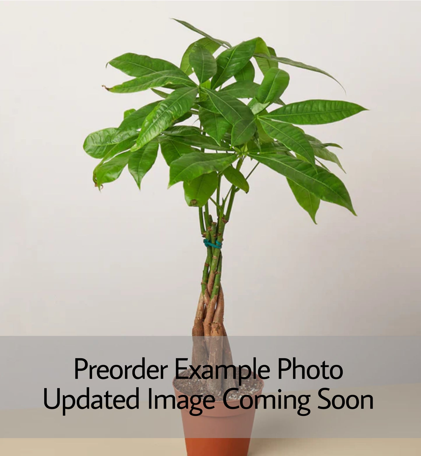 Pachira Aquatica (Money Tree Braid)