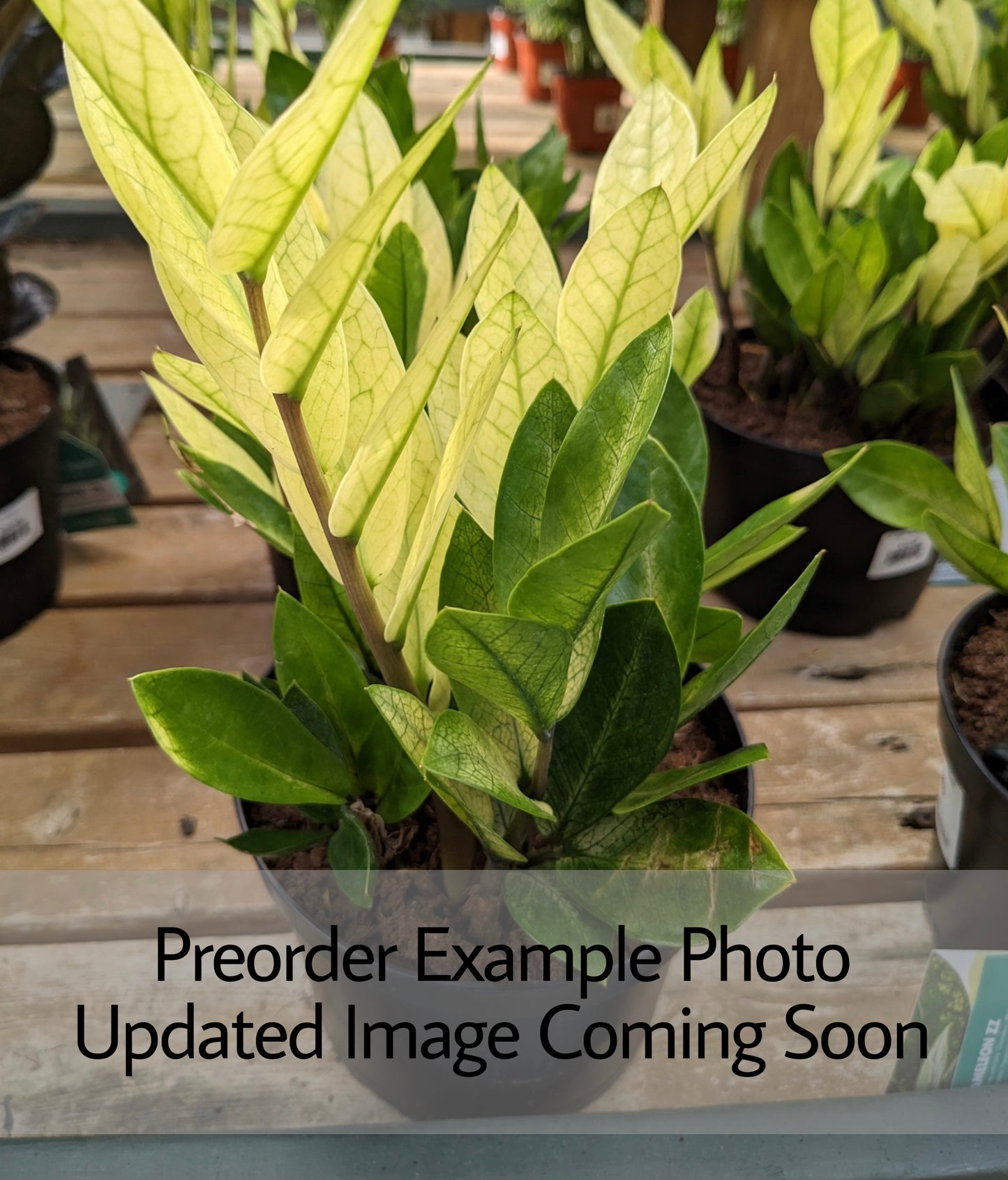 ZZ ‘Chameleon’ (Zamioculcas zamiifolia)