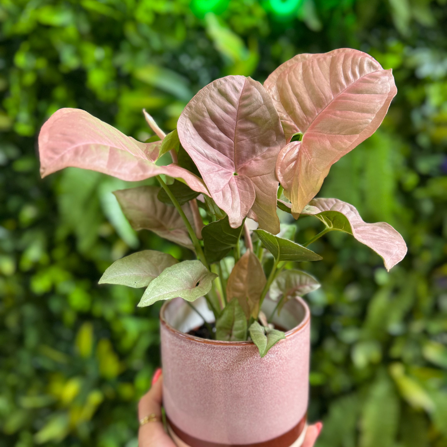 Hand holding a potted plant with pink leaves against a green background