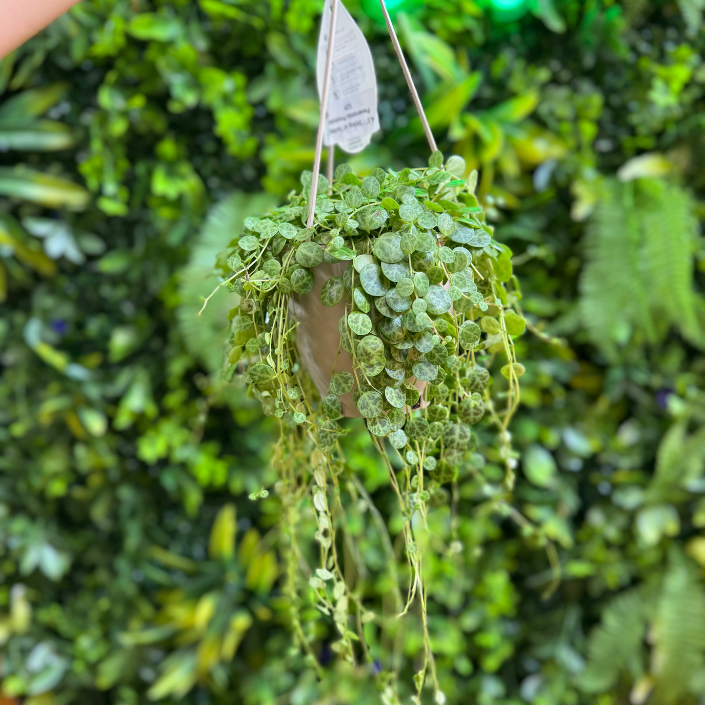 4.5" Peperomia Prostrata 'String of Turtles' (Hanging Basket)