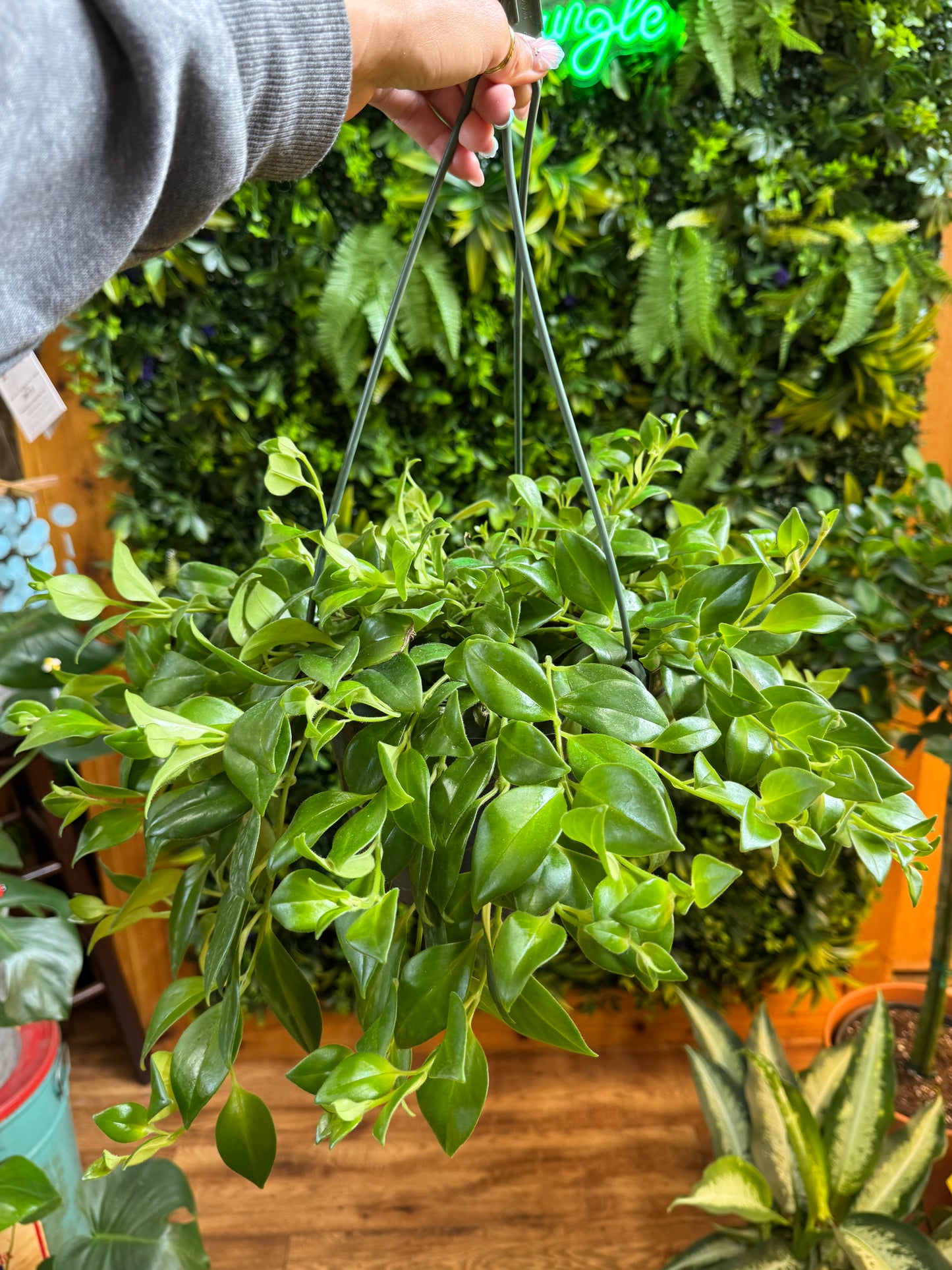 Lipstick Plant ‘Mona Lisa’ Hanging Basket