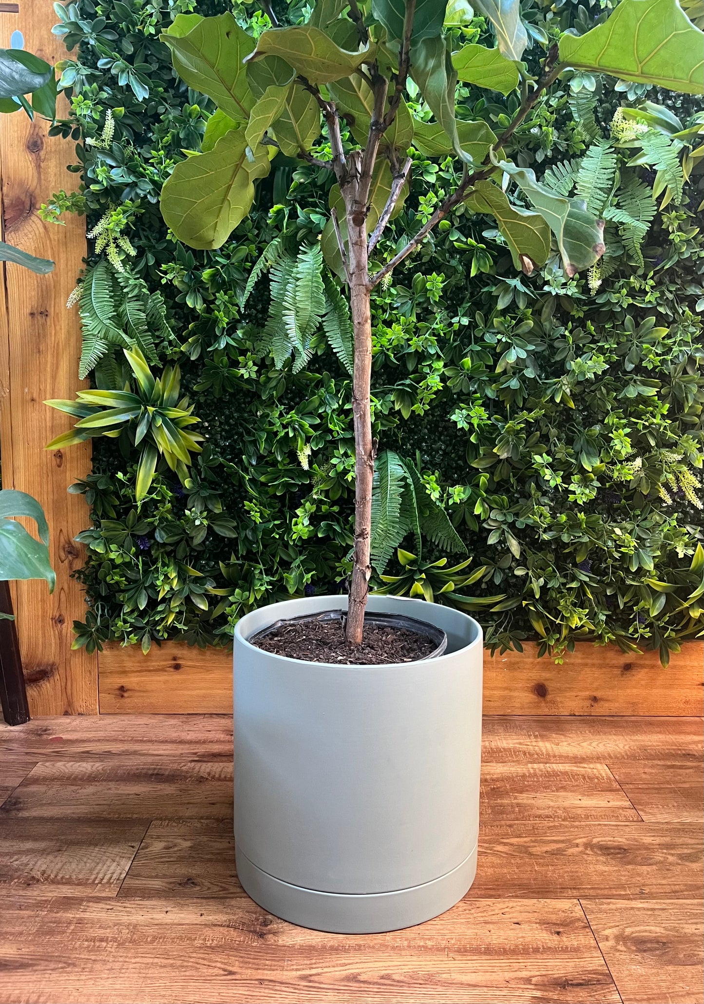 Romey Pot with Saucer - Sage