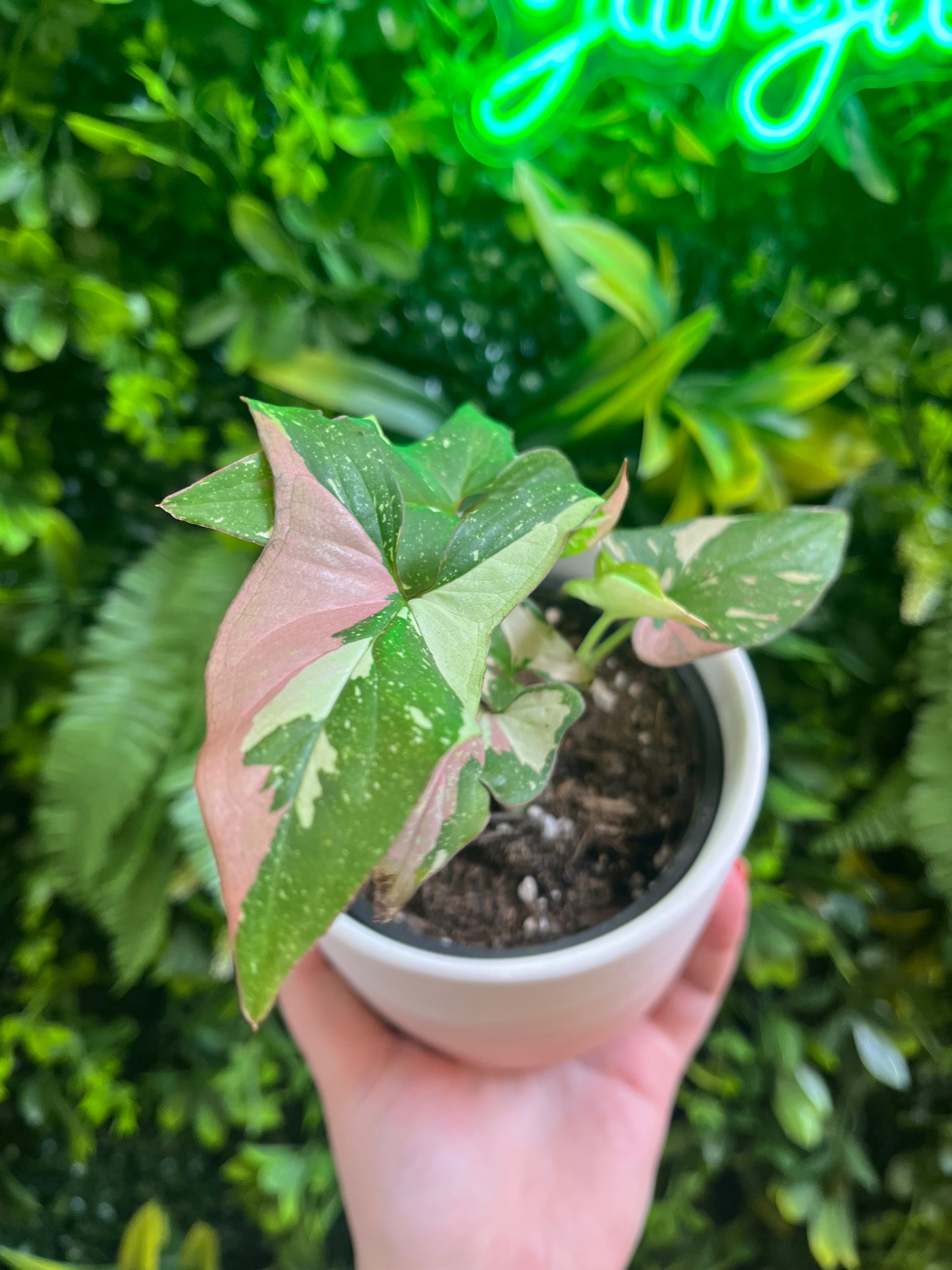 Syngonium ‘Tricolor’