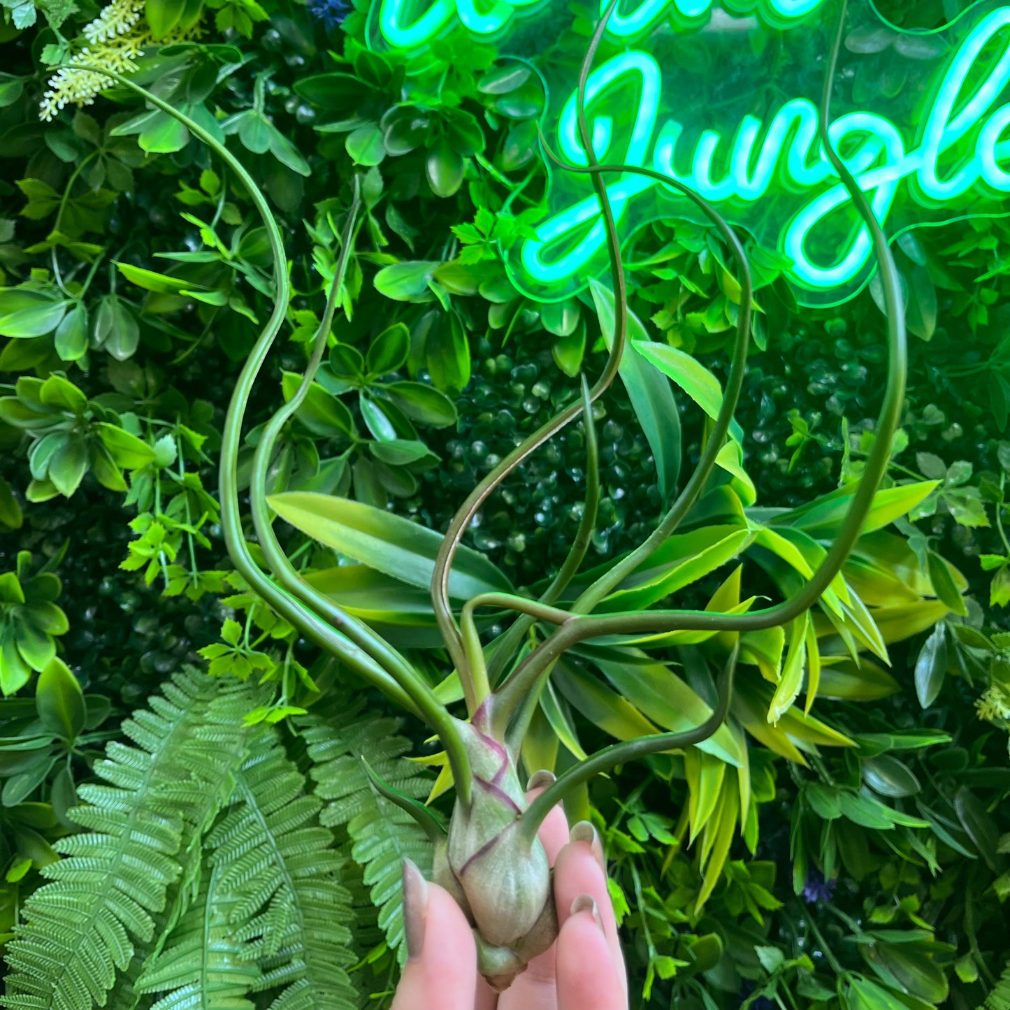 Flowering Tillandsia Bulbosa Belize (Air Plant)