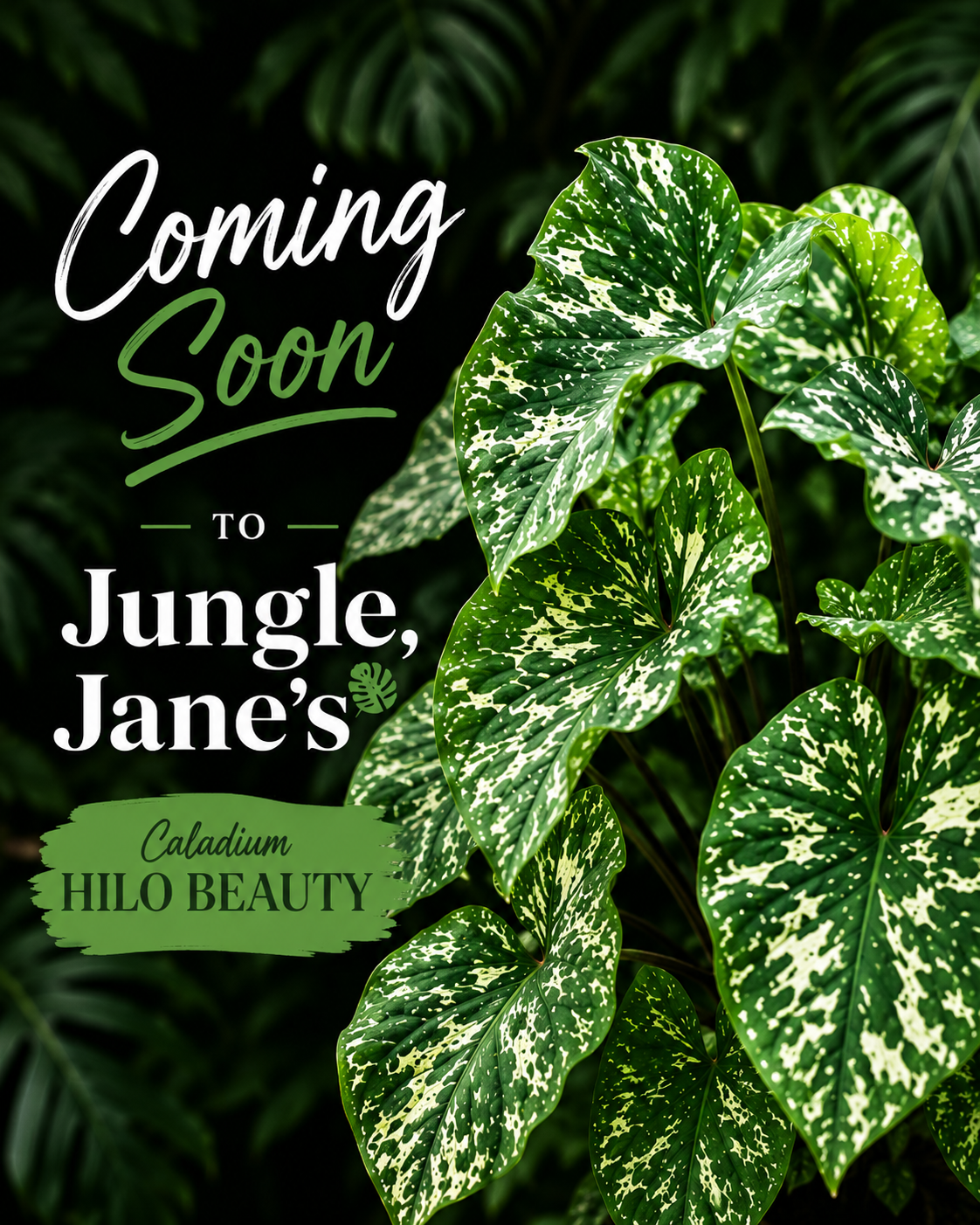 Caladium Hilo Beauty