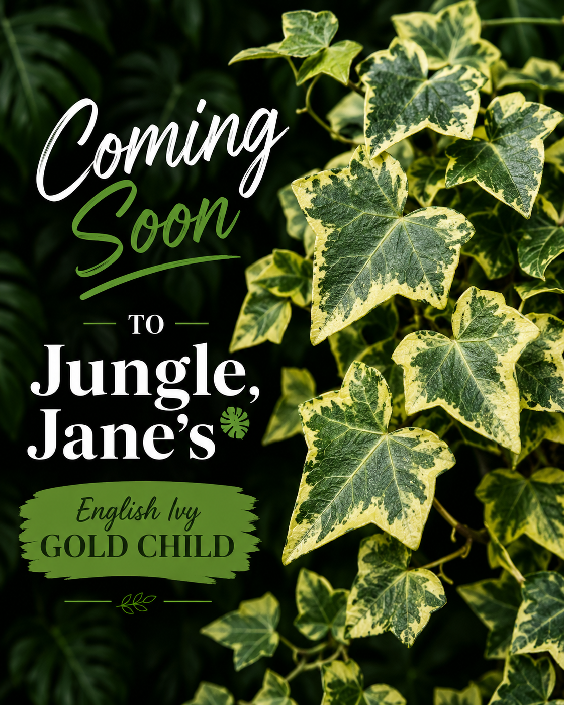 Hedera Helix Ivy 'Gold Child'