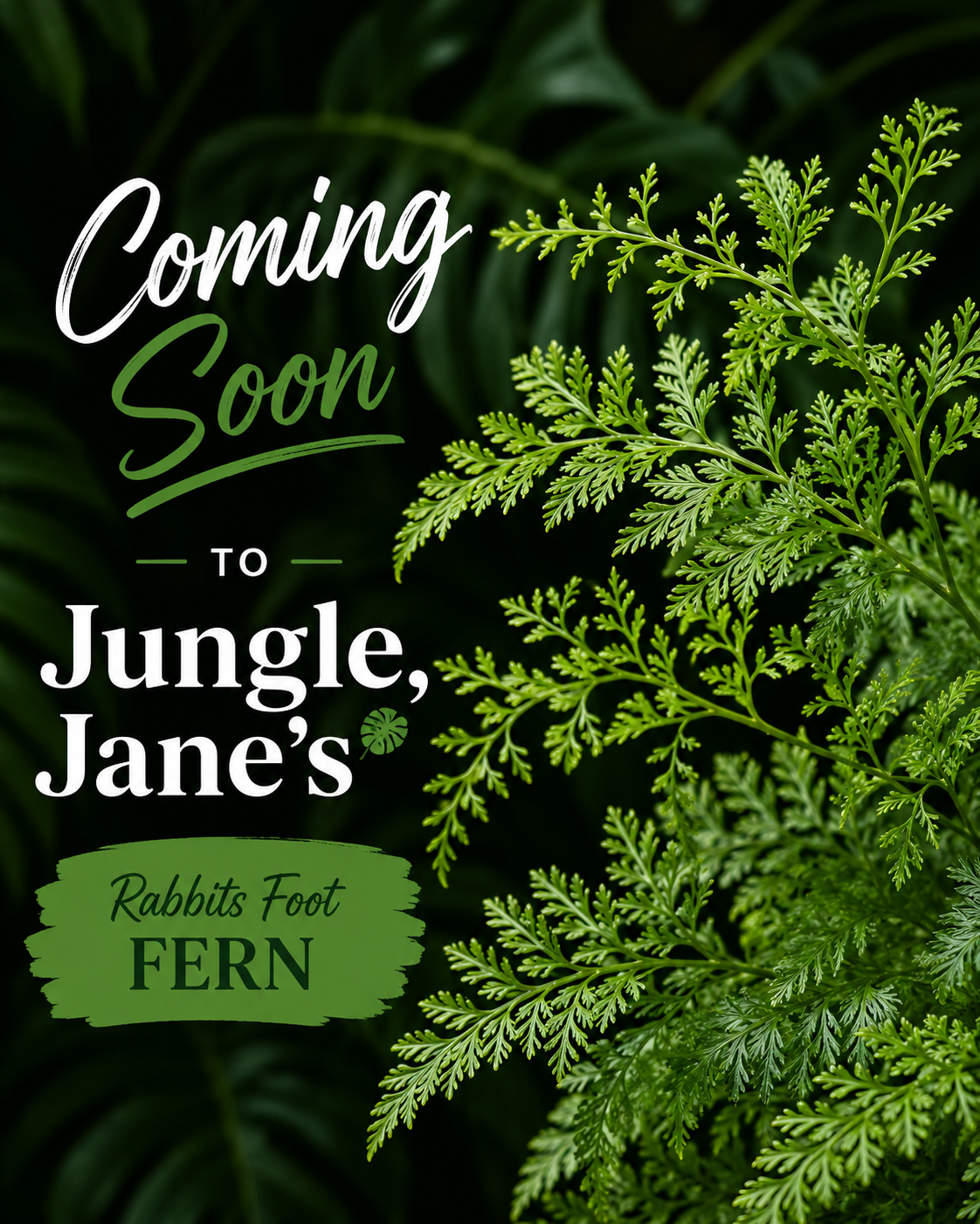 Rabbit's Foot Fern