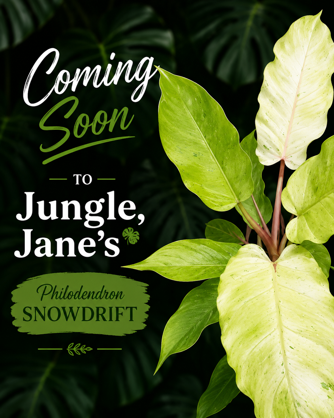 Philodendron Snowdrift