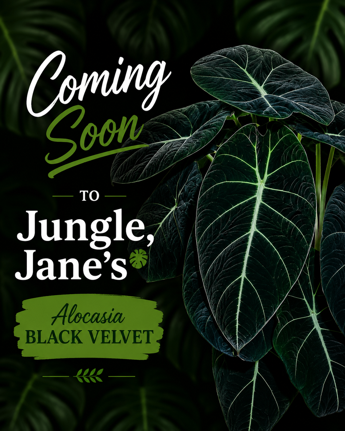 Alocasia Black Velvet