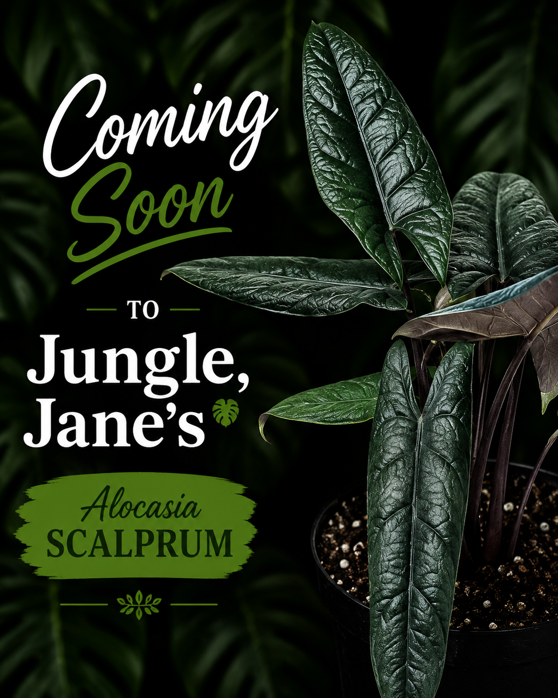 Alocasia Scalprum