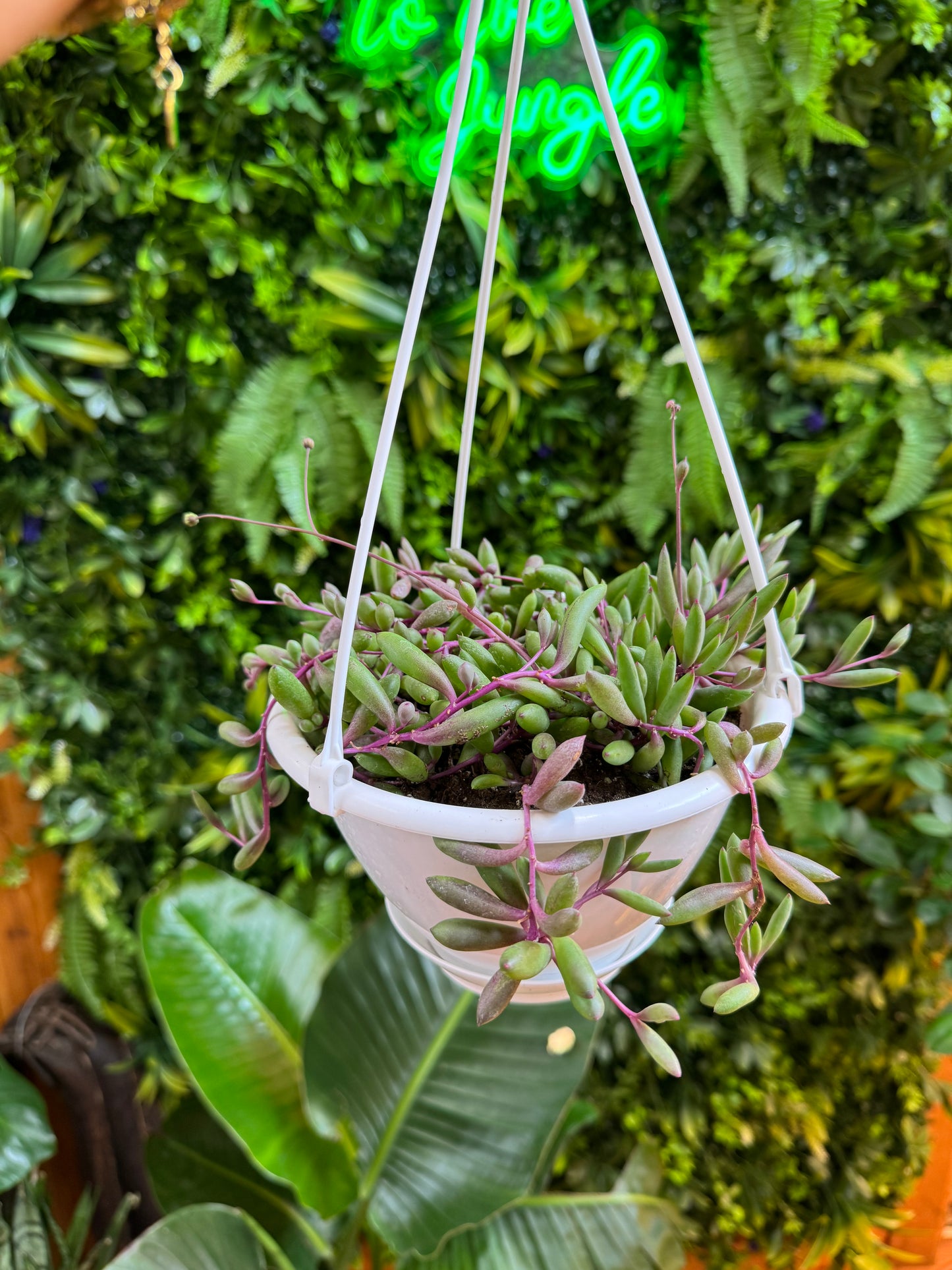 Purple Flush String of Bananas