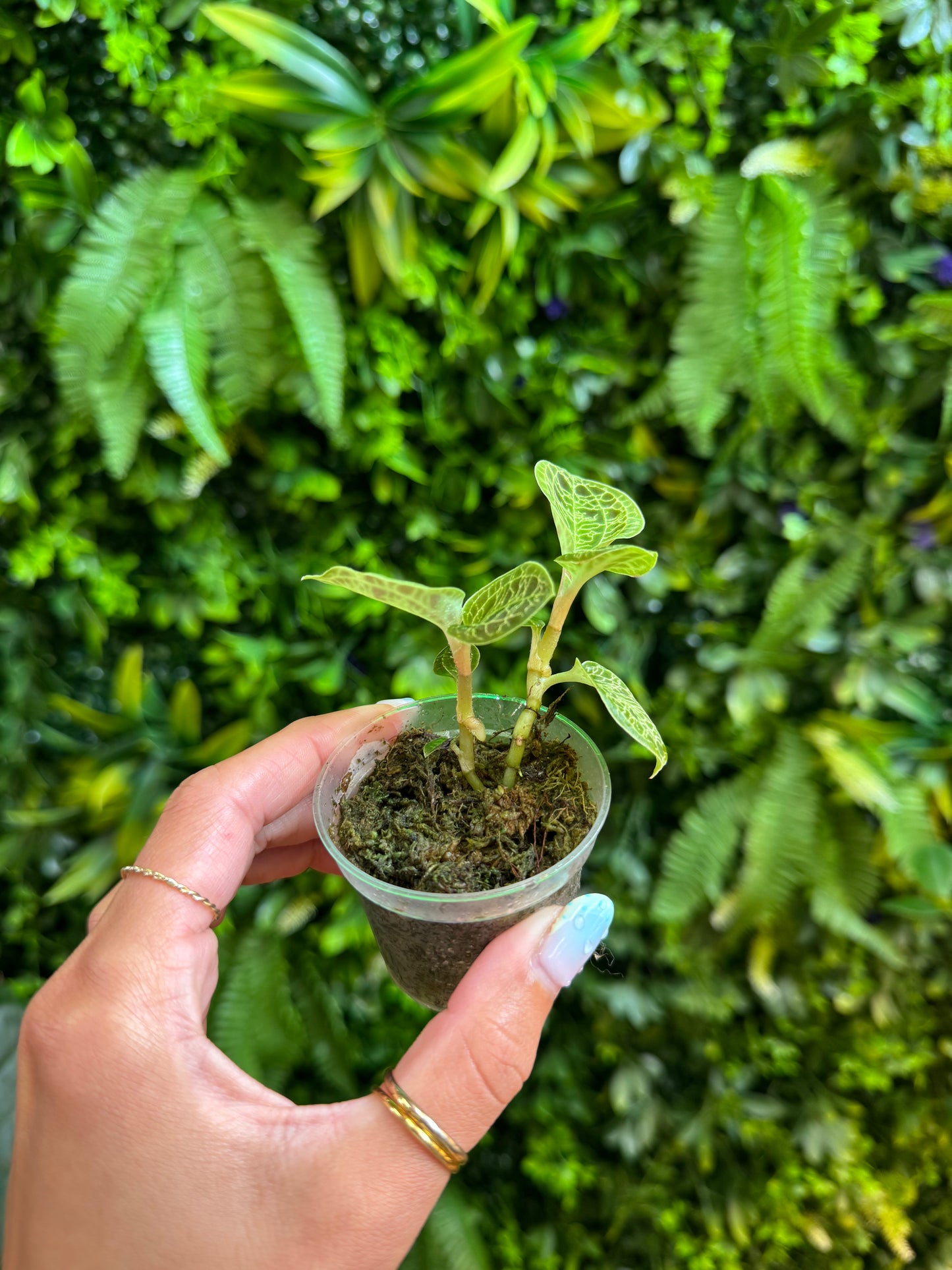Lightning Jewel Orchid (Macodes Petola)