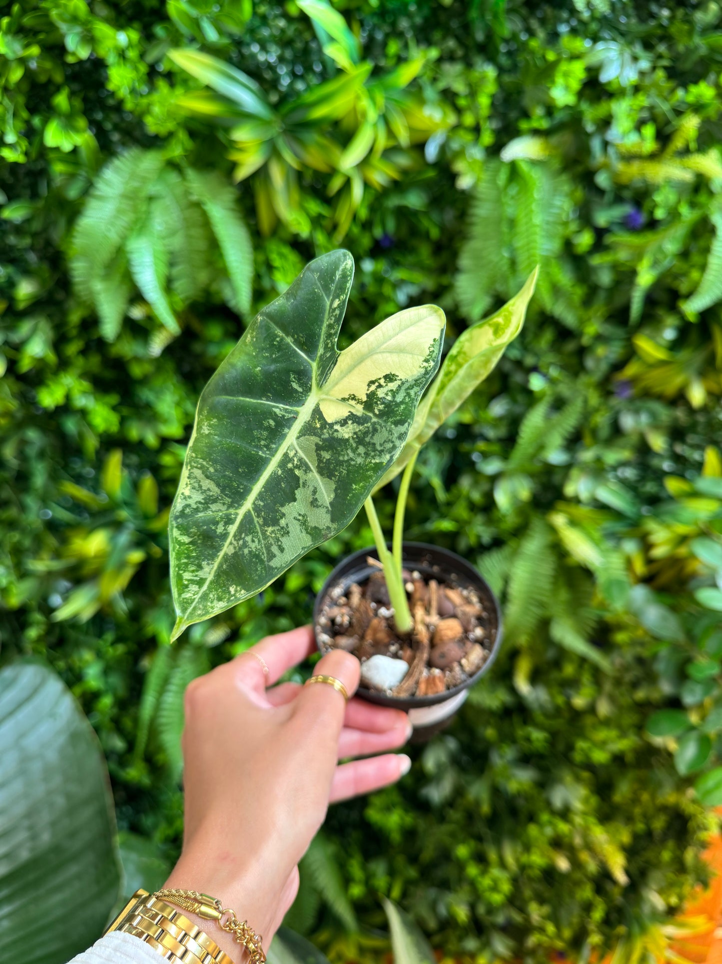 Variegated Alocasia Frydek