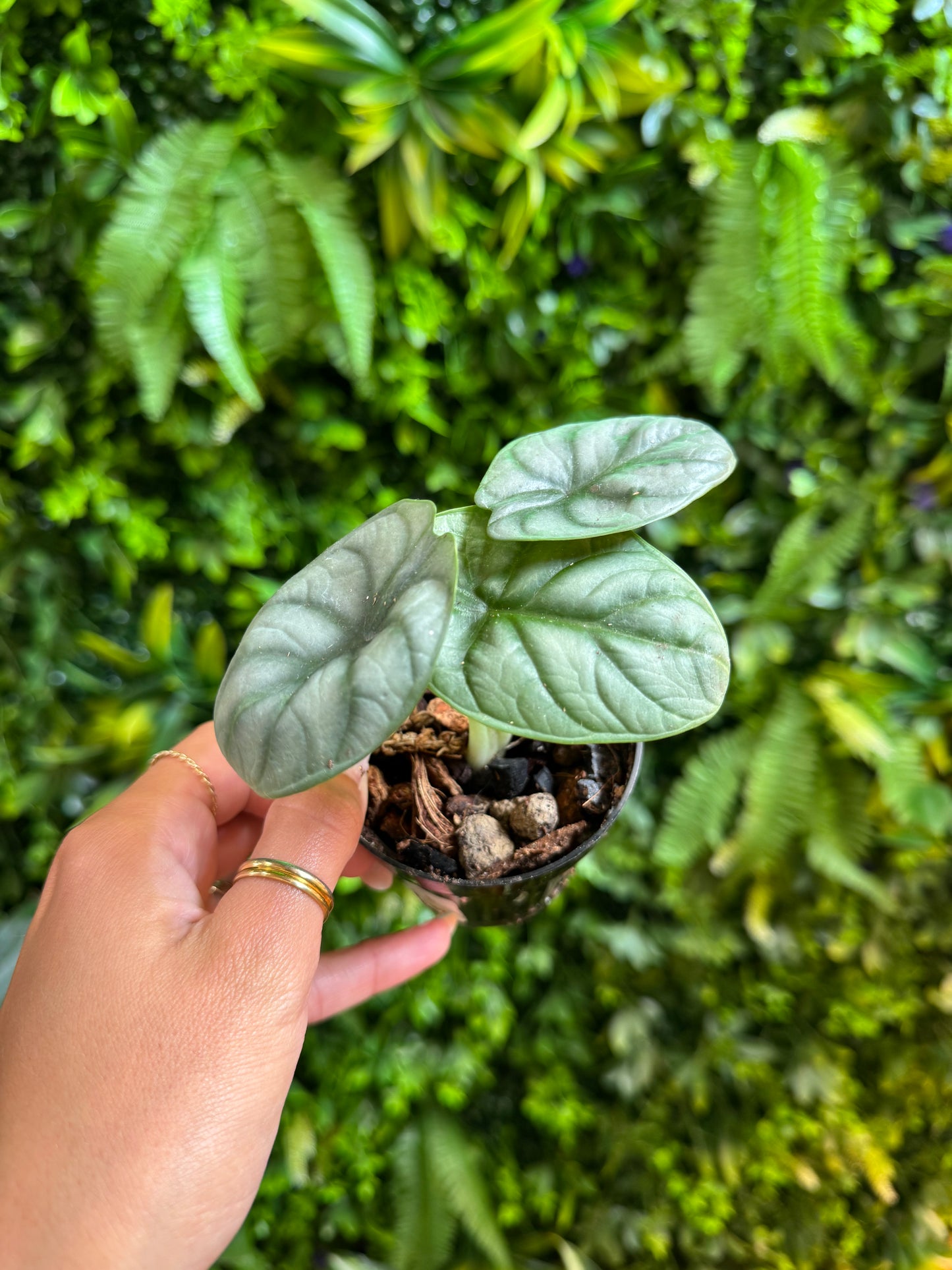 Alocasia ‘Silver Dragon’