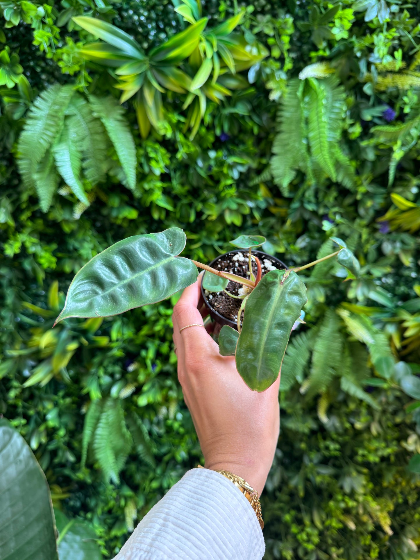 3" Philodendron Billietiae
