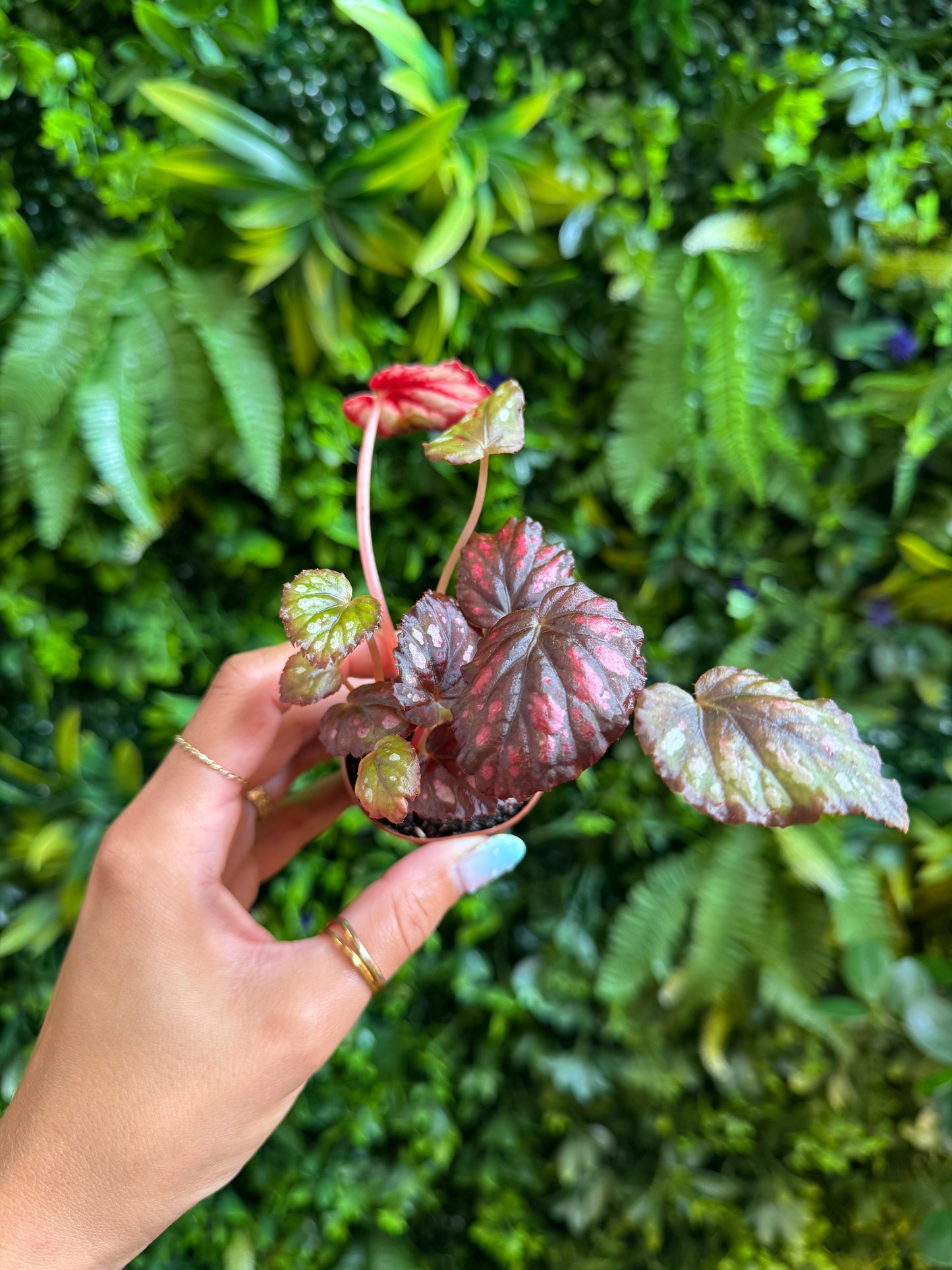 Begonia Madagascar