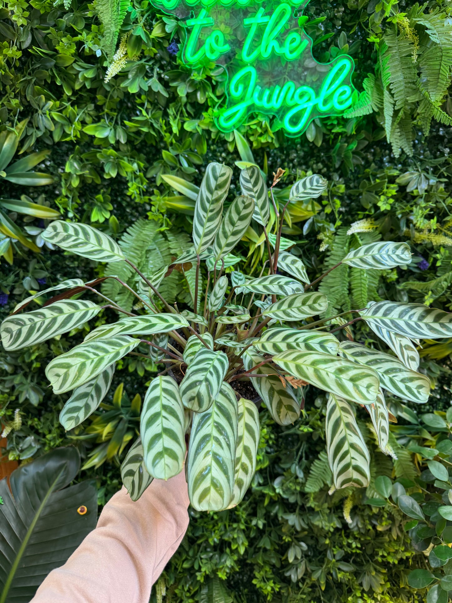 Ctenanthe Burle-Marxii (Fishbone Prayer Plant)