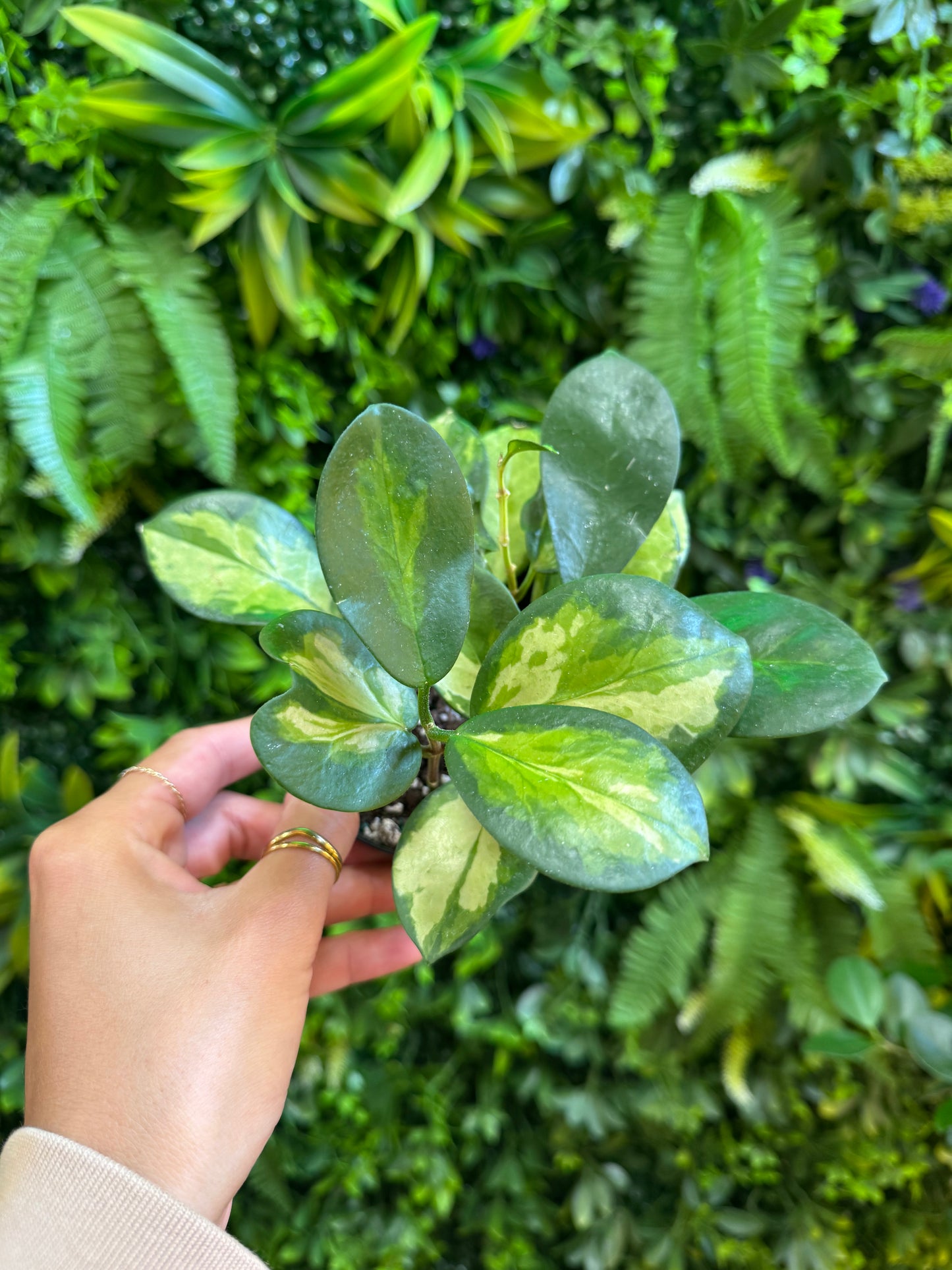 Hoya Australis Lisa