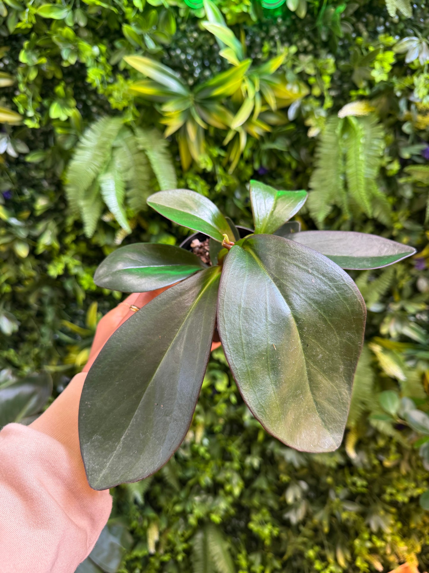 4" Peperomia Red Edge