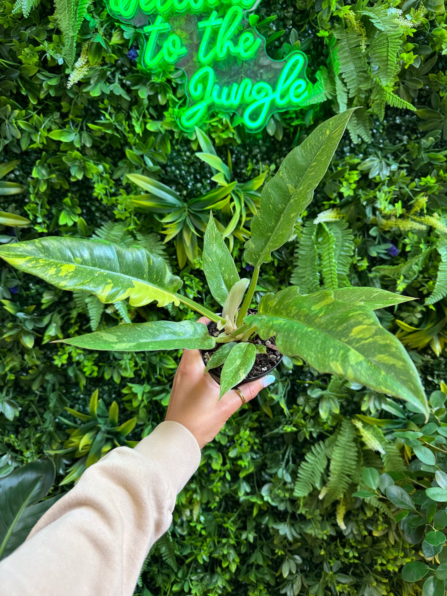 Philodendron Ring of Fire