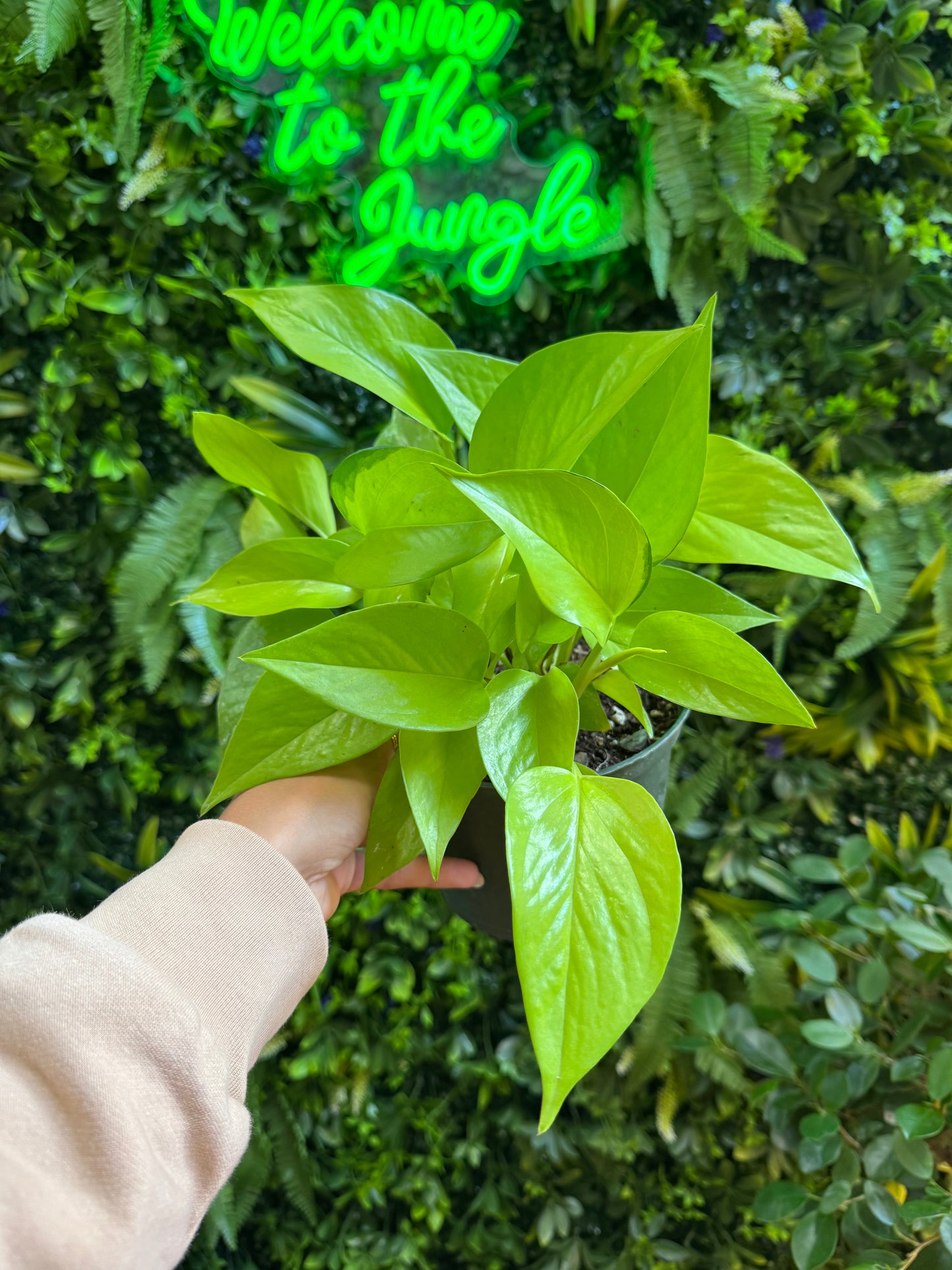 Pothos Neon