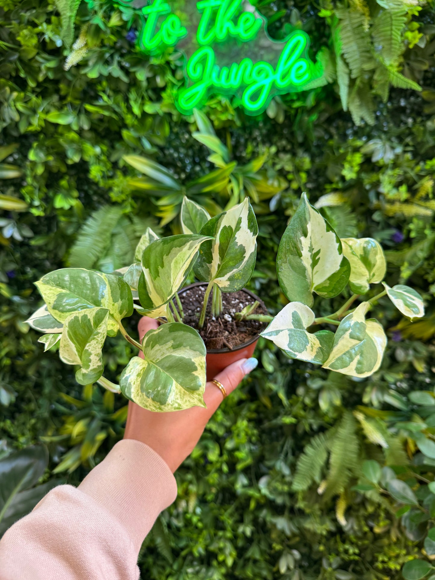 Pothos Pearls and Jade