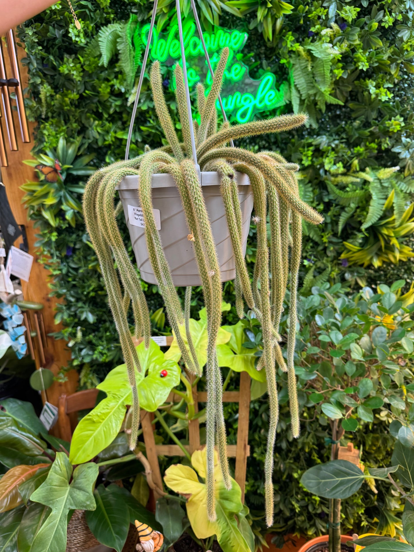 8" Rat Tail Cactus Hanging Basket (Aprocactus Flagellifromis)
